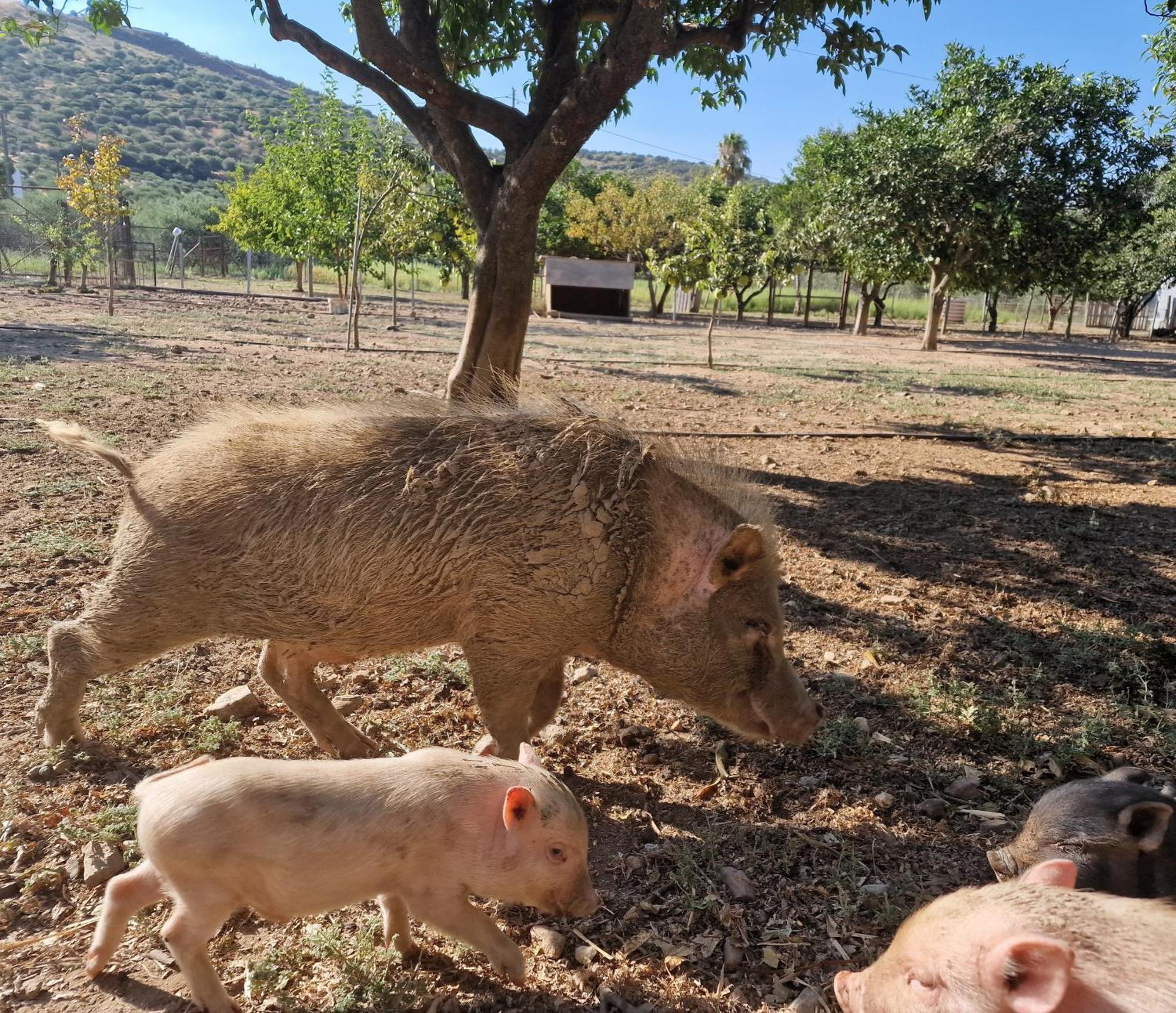 Quinta Da Ponte Das Hortas 1 Elvas Kültér fotó